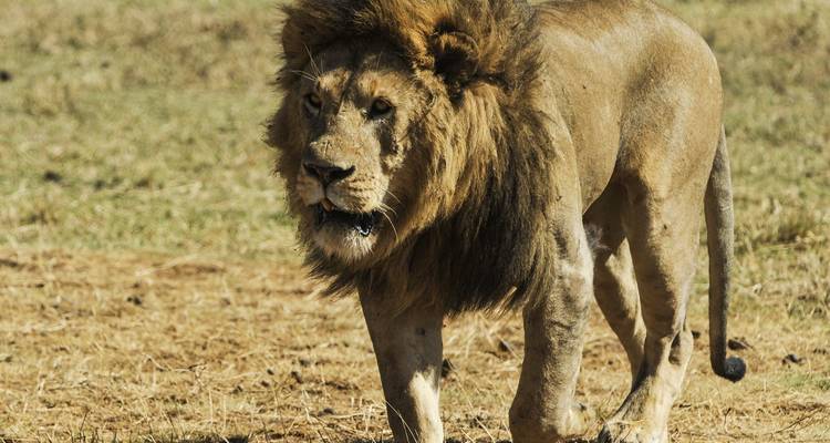 4Days/3Nights, Serengeti, Ngorongoro crater and Lake Manyara Adventure - Across Africa Tours & Travel 2