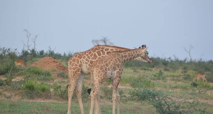 2 days Murchison falls wildlife safaris - Simba Africa Expeditions 6
