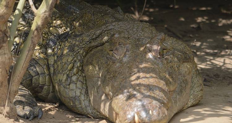 2 days Murchison falls wildlife safaris - Simba Africa Expeditions 10