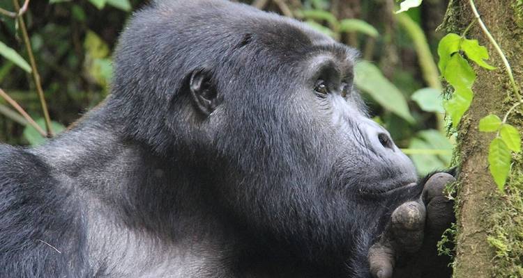 2 jours à pister les gorilles de Bwindi au départ de Kigali - Simba Africa Expeditions 2