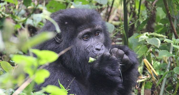 2 jours à pister les gorilles de Bwindi au départ de Kigali - Simba Africa Expeditions 3