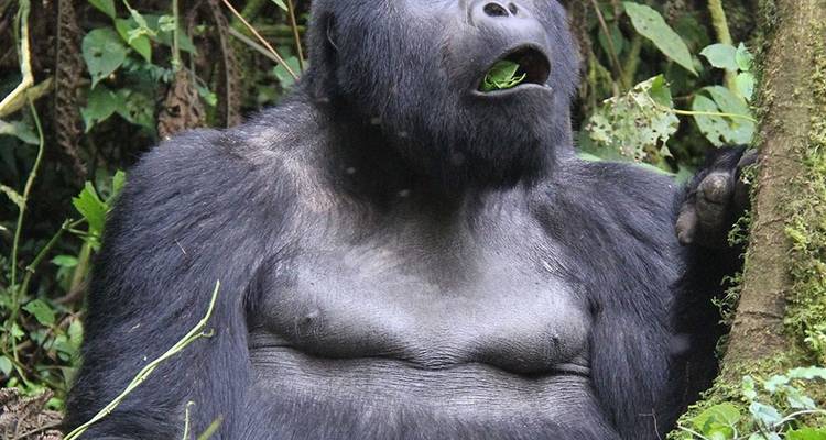 2 jours à pister les gorilles de Bwindi au départ de Kigali - Simba Africa Expeditions 4