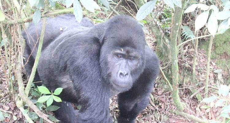 2 jours à pister les gorilles de Bwindi au départ de Kigali - Simba Africa Expeditions 6