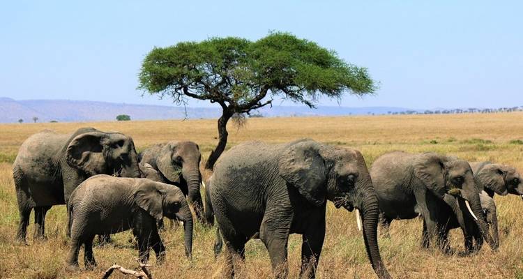 Group of elephants walking through the grassland.