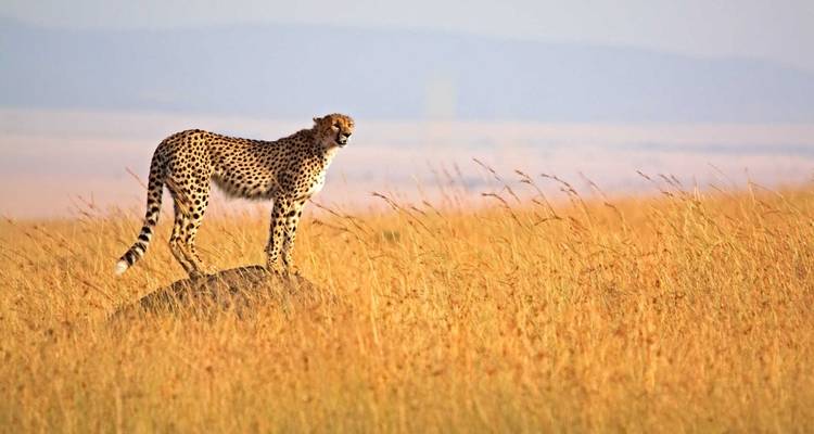 Cheetah standing on a rock observing the savannah.