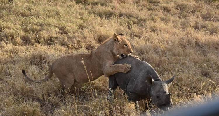 Lion cub playfully interacting with a baby rhino in the savannah.