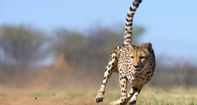 Cheetah running swiftly across the savannah.