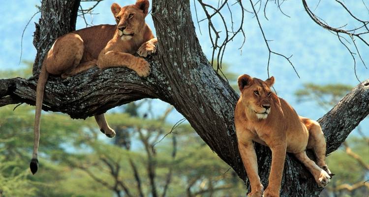 Lions resting on a tree in a savannah landscape.