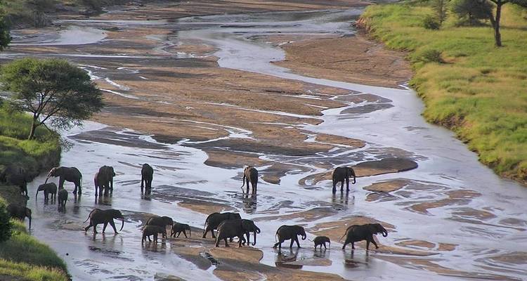 Elephants walking through a riverbed in a safari landscape.
