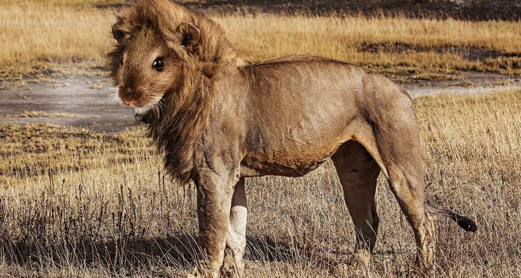 Tanzania Adventure Safari 6 days/ 5 nights - Across Africa Tours & Travel 2