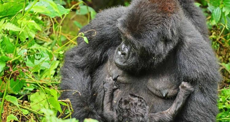 3 jours de safari de Trekking aux gorilles au Rwanda. - Primate World Safaris (U) Ltd 10