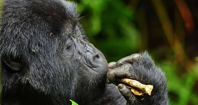 3 jours de safari de Trekking aux gorilles au Rwanda. - Primate World Safaris (U) Ltd 6