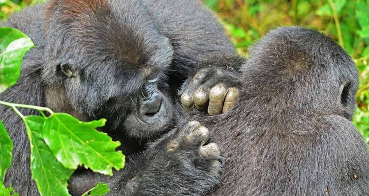 3 jours de safari de Trekking aux gorilles au Rwanda. - Primate World Safaris (U) Ltd 3