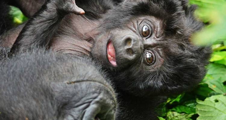 3 jours de safari de Trekking aux gorilles au Rwanda. - Primate World Safaris (U) Ltd 7