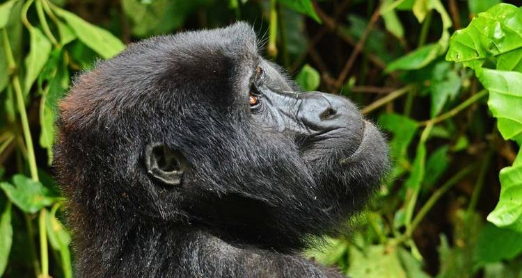 3 jours de safari de Trekking aux gorilles au Rwanda. - Primate World Safaris (U) Ltd 8