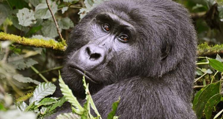 3 jours de safari de Trekking aux gorilles au Rwanda. - Primate World Safaris (U) Ltd 1