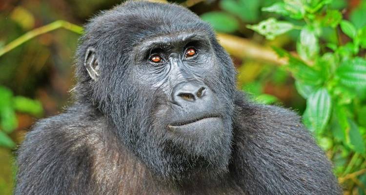 3 jours de safari de Trekking aux gorilles au Rwanda. - Primate World Safaris (U) Ltd 2
