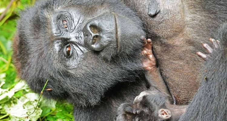 3 jours de safari de Trekking aux gorilles au Rwanda. - Primate World Safaris (U) Ltd 4