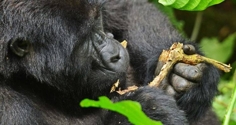 3 jours de safari de Trekking aux gorilles au Rwanda. - Primate World Safaris (U) Ltd 9