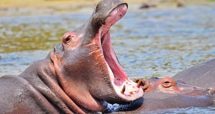 14 jours de safari de luxe en Ouganda - Primate World Safaris (U) Ltd 4