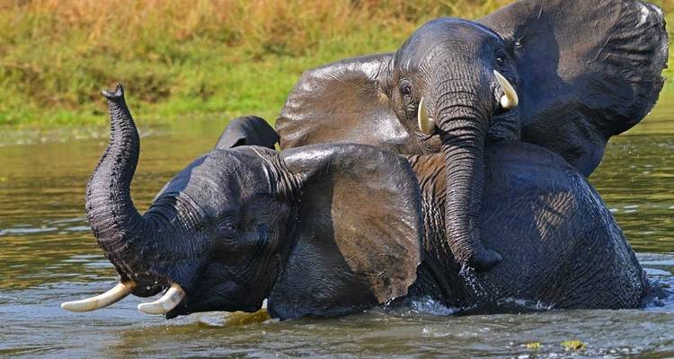 14 jours de safari de luxe en Ouganda - Primate World Safaris (U) Ltd 6