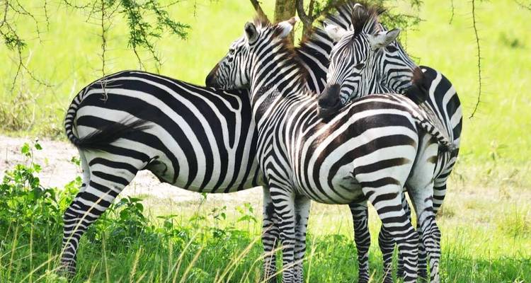 14 jours de safari de luxe en Ouganda - Primate World Safaris (U) Ltd 8