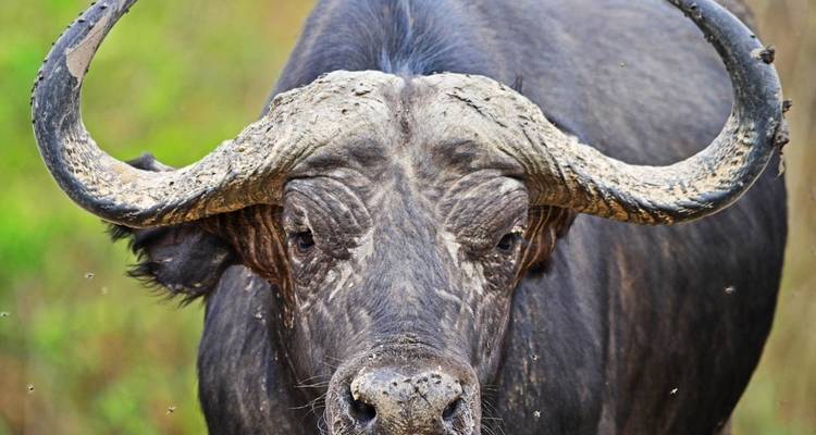 14 jours de safari de luxe en Ouganda - Primate World Safaris (U) Ltd 10
