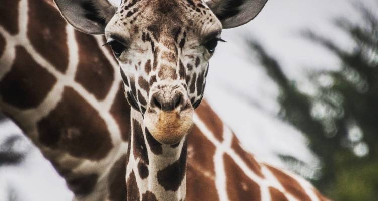 Close-up of a giraffe's head with another giraffe blurred in the background.