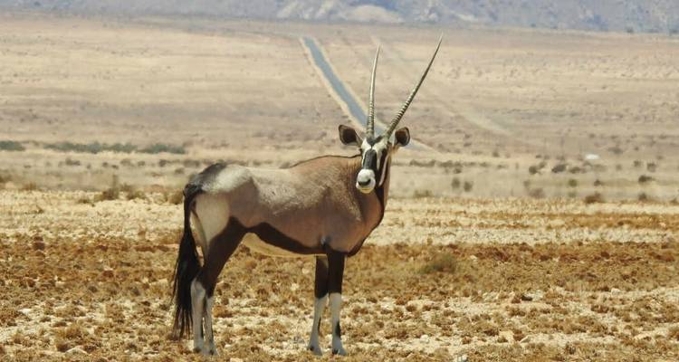 Antelope standing in an arid open landscape.