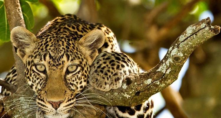 Leopard resting on a tree branch looking towards the camera.