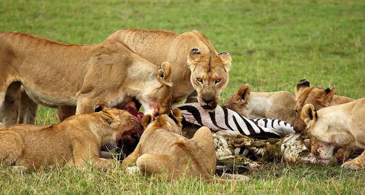 Group of lions feasting on a zebra in the grassland.