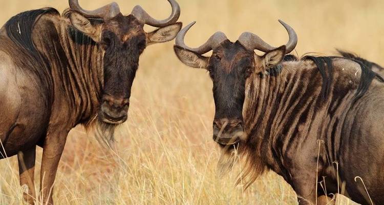 Two wildebeests standing in dry grassland.