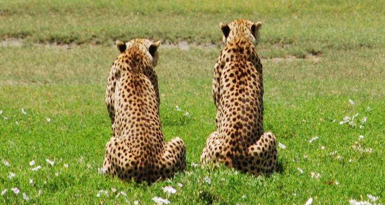 Two cheetahs sitting on green grass with their backs facing the camera.