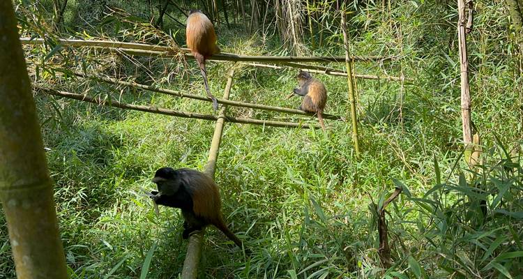 4 Day Budget Rwanda Uganda Golden Monkey & Gorilla Tour - Safari 2 Gorilla Tours (U) Ltd 7