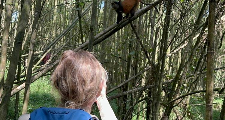 4 Day Budget Rwanda Uganda Golden Monkey & Gorilla Tour - Safari 2 Gorilla Tours (U) Ltd 8