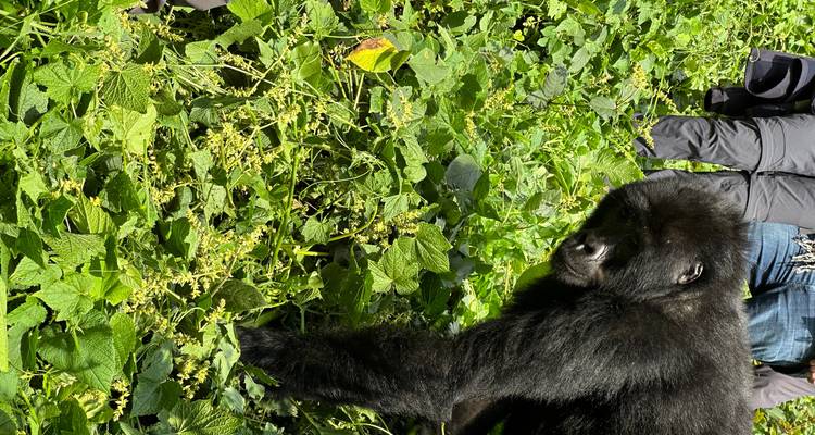 4 Day Budget Rwanda Uganda Golden Monkey & Gorilla Tour - Safari 2 Gorilla Tours (U) Ltd 1