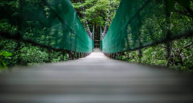 Un long pont suspendu s'efface dans une forêt verte luxuriante, vue d'une perspective centrale basse.
