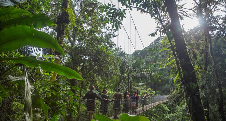 Les visiteurs traversent un pont suspendu haut dans la canopée de la forêt tropicale, la lumière du soleil filtrant à travers.