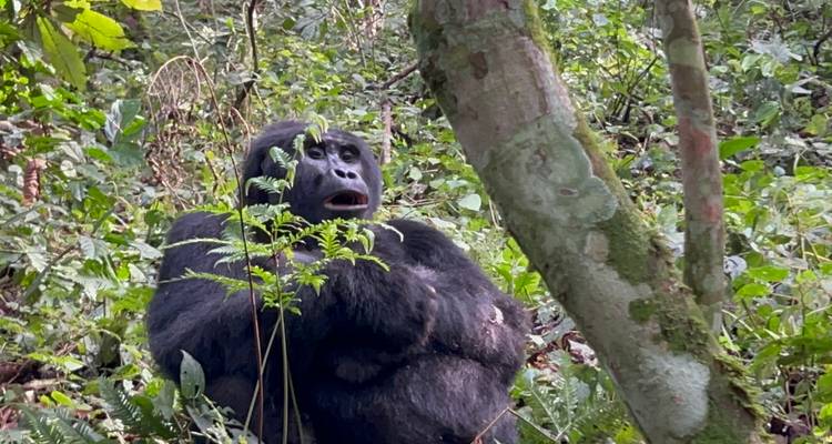 10 Day Rwanda Uganda Chimpanzee Trekking, Gorilla Tracking & Wildlife Tour - Safari 2 Gorilla Tours (U) Ltd 4