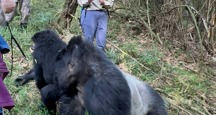 10 Day Rwanda Uganda Chimpanzee Trekking, Gorilla Tracking & Wildlife Tour - Safari 2 Gorilla Tours (U) Ltd 1