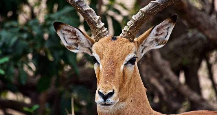 Close-up of an antelope with prominent horns.