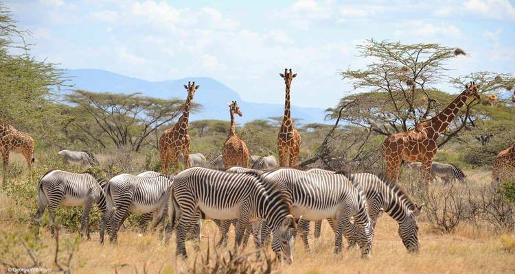 Giraffes and zebras sharing a savannah landscape.