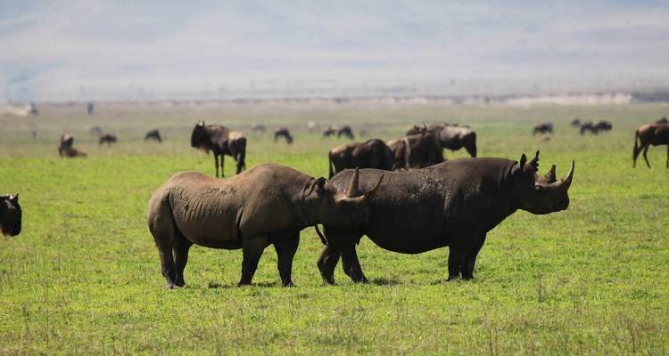 Zwei Nashörner stehen auf einer grünen Wiese mit Gnus im Hintergrund.