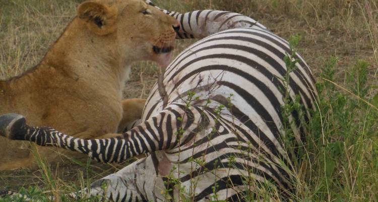 Eine Löwin, die ein Zebra im hohen Gras frisst.