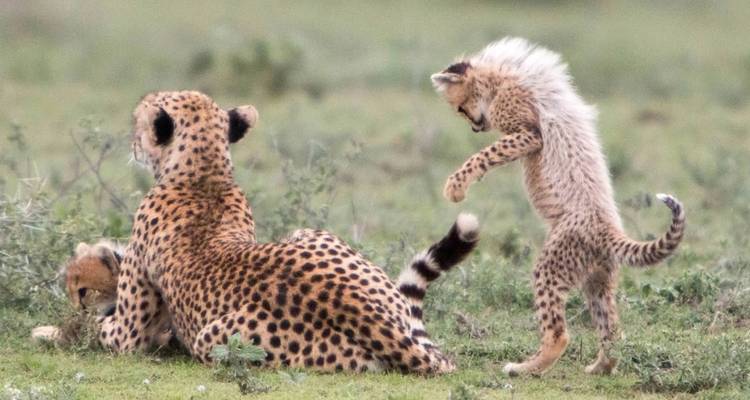 Ein Gepard mit Jungen, die im Gras spielen.