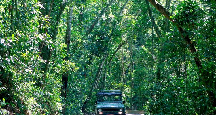 Scène de jungle avec une jeep sur un chemin de terre.