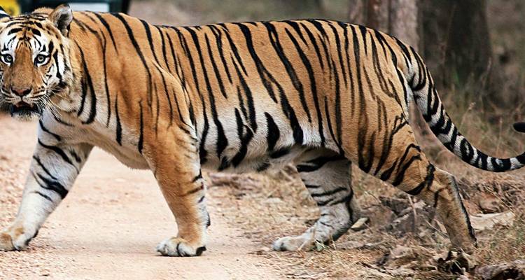 Circuit du Triangle d'Or avec les tigres de Ranthambore et le Taj Mahal au lever/coucher du soleil 7 jours - Travelaera 6