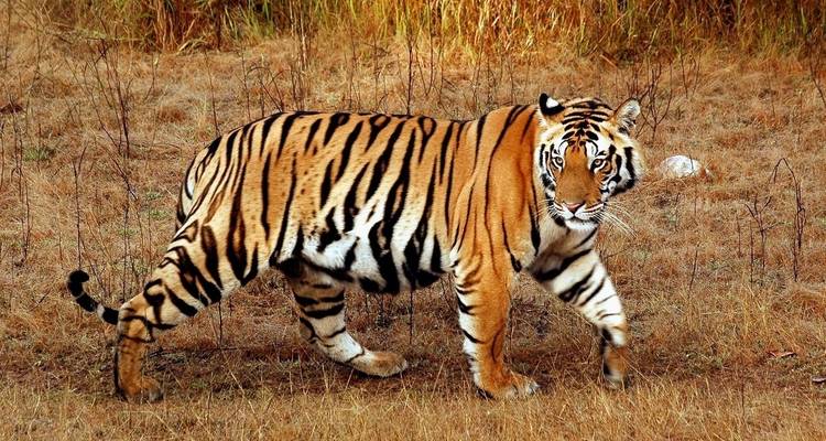 Circuit du Triangle d'Or avec les tigres de Ranthambore et le Taj Mahal au lever/coucher du soleil 7 jours - Travelaera 2