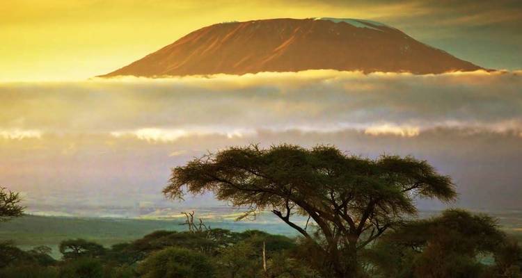 Mount Kilimanjaro appearing above clouds with acacia trees in the foreground.