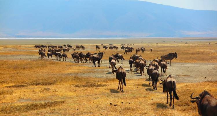Herd of wildebeests migrating across the plains.